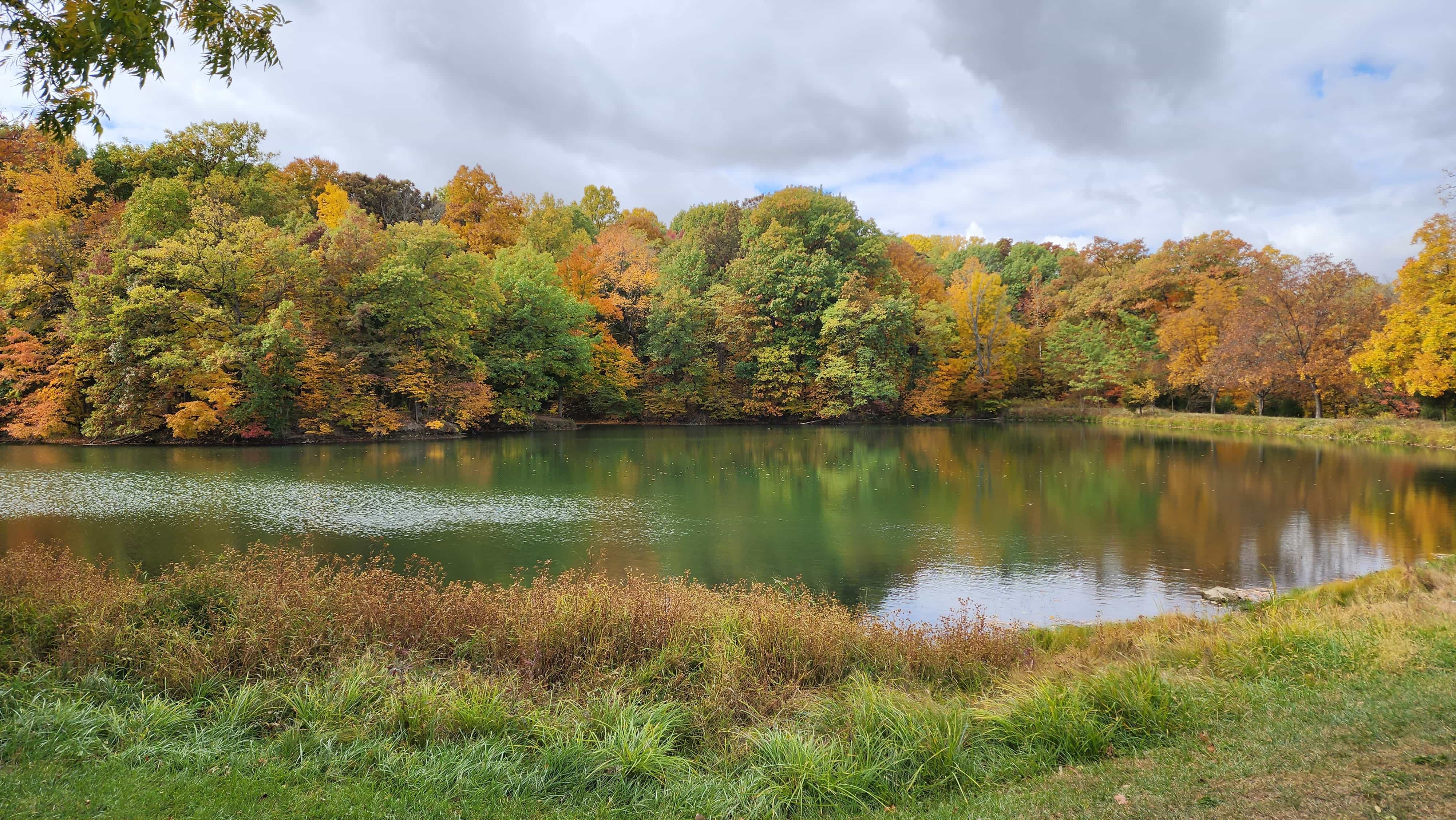 Autumn Trees
