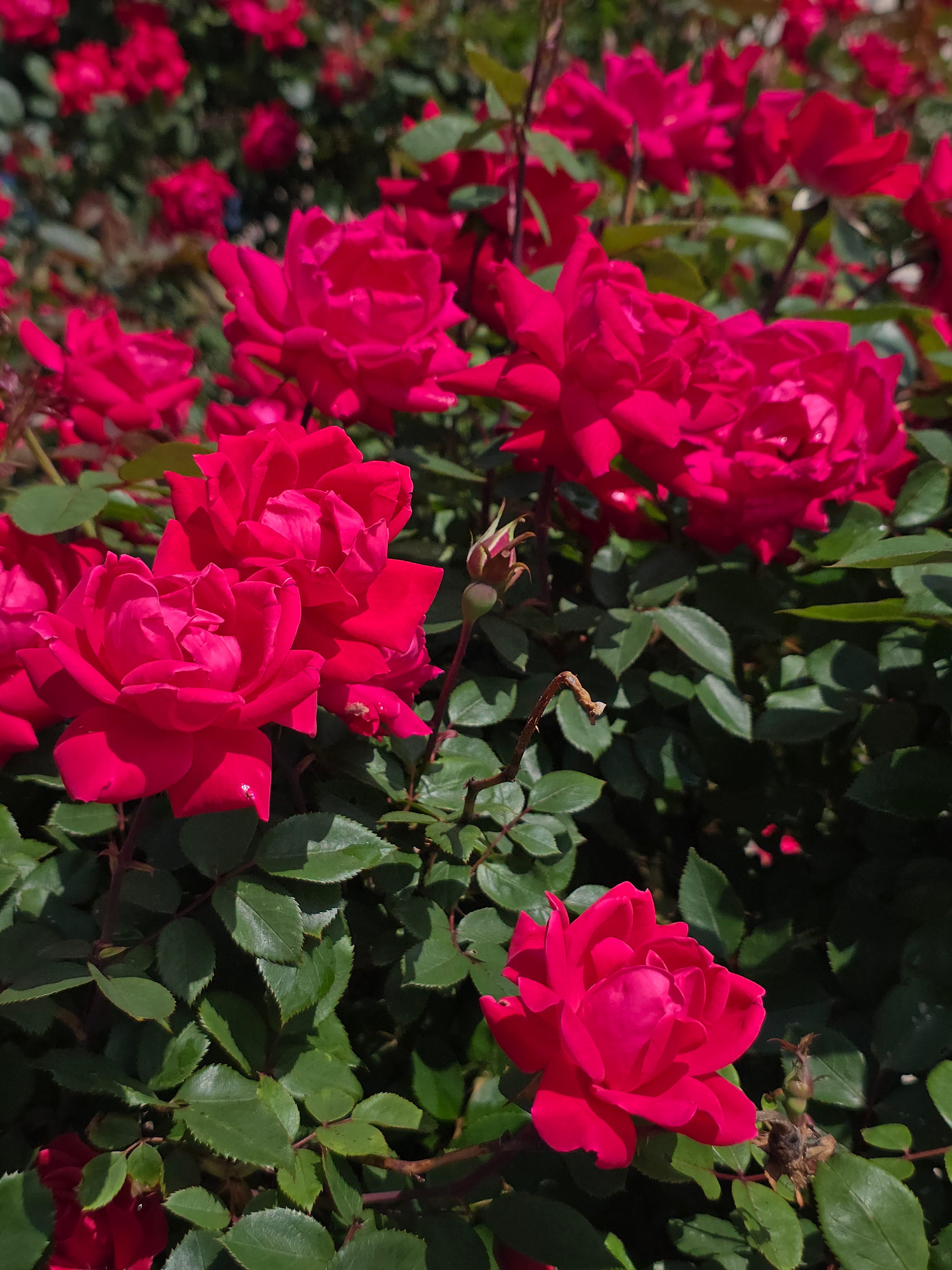 Roses in Bloom